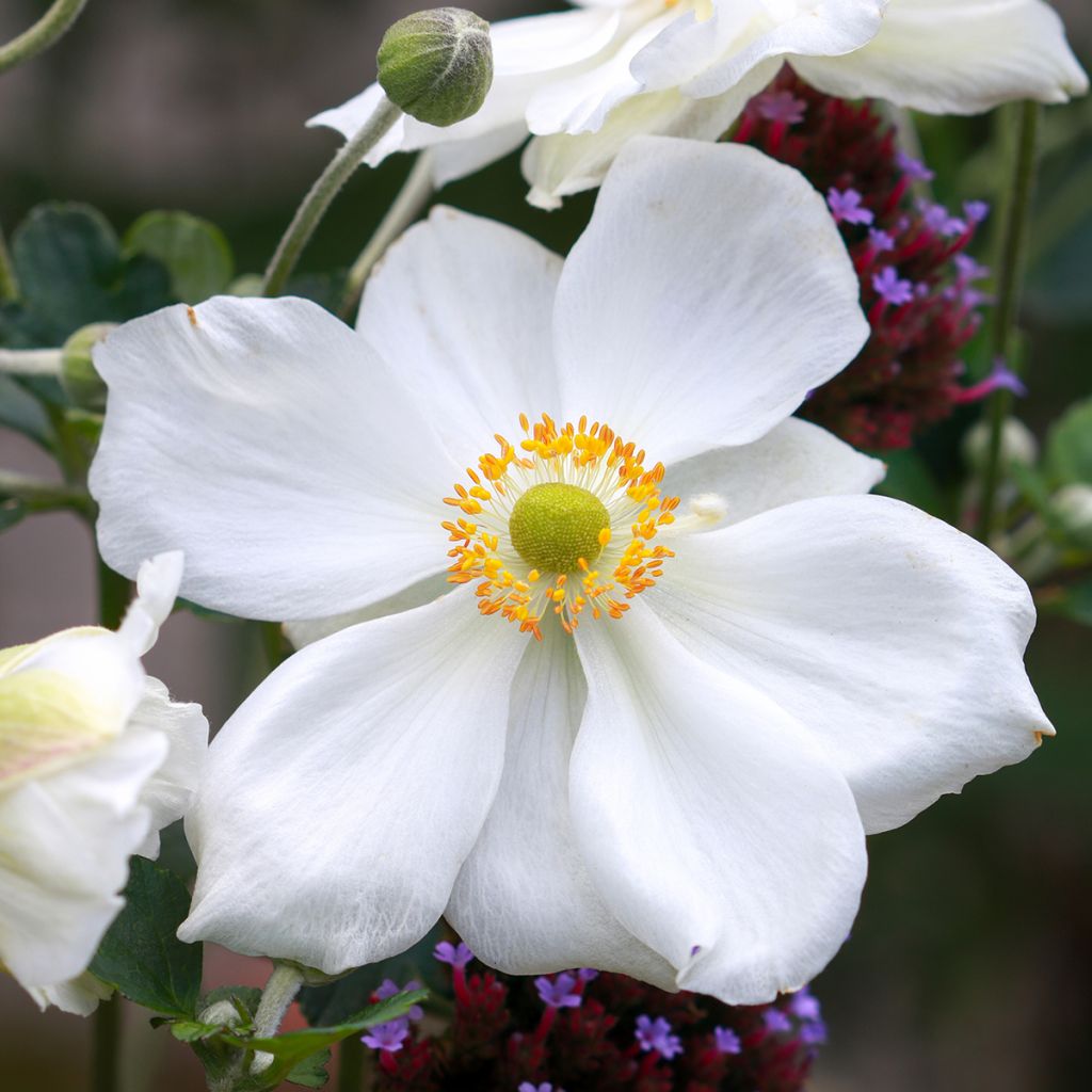 Anemone Honorine Jobert - Herfstanemoon