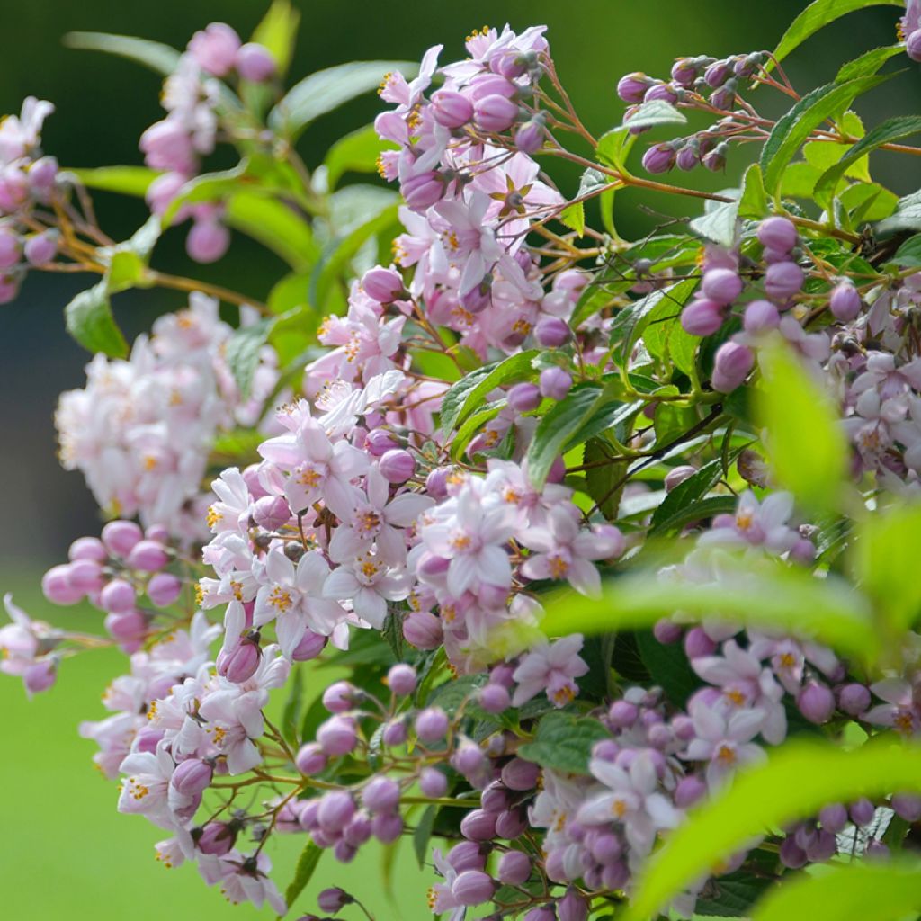Deutzia Mont Rose - Bruidsbloem