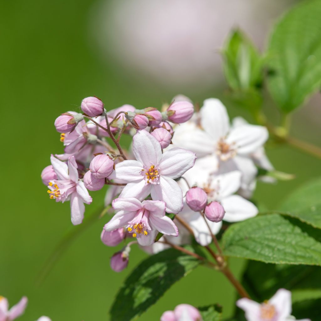 Deutzia Mont Rose - Bruidsbloem