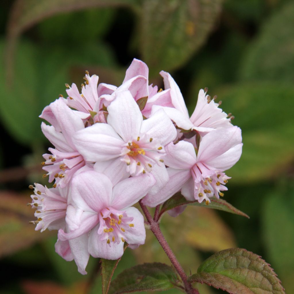 Deutzia Mont Rose - Bruidsbloem