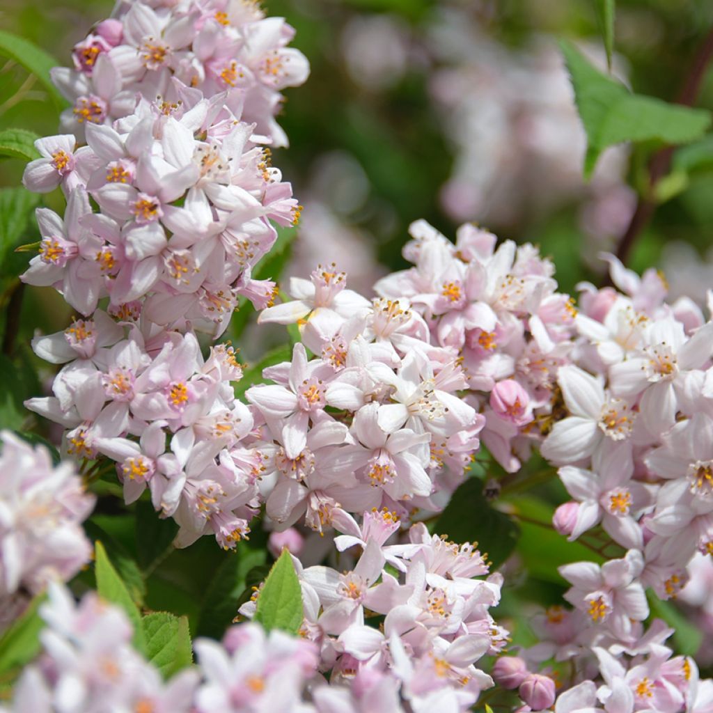 Deutzia Mont Rose - Bruidsbloem
