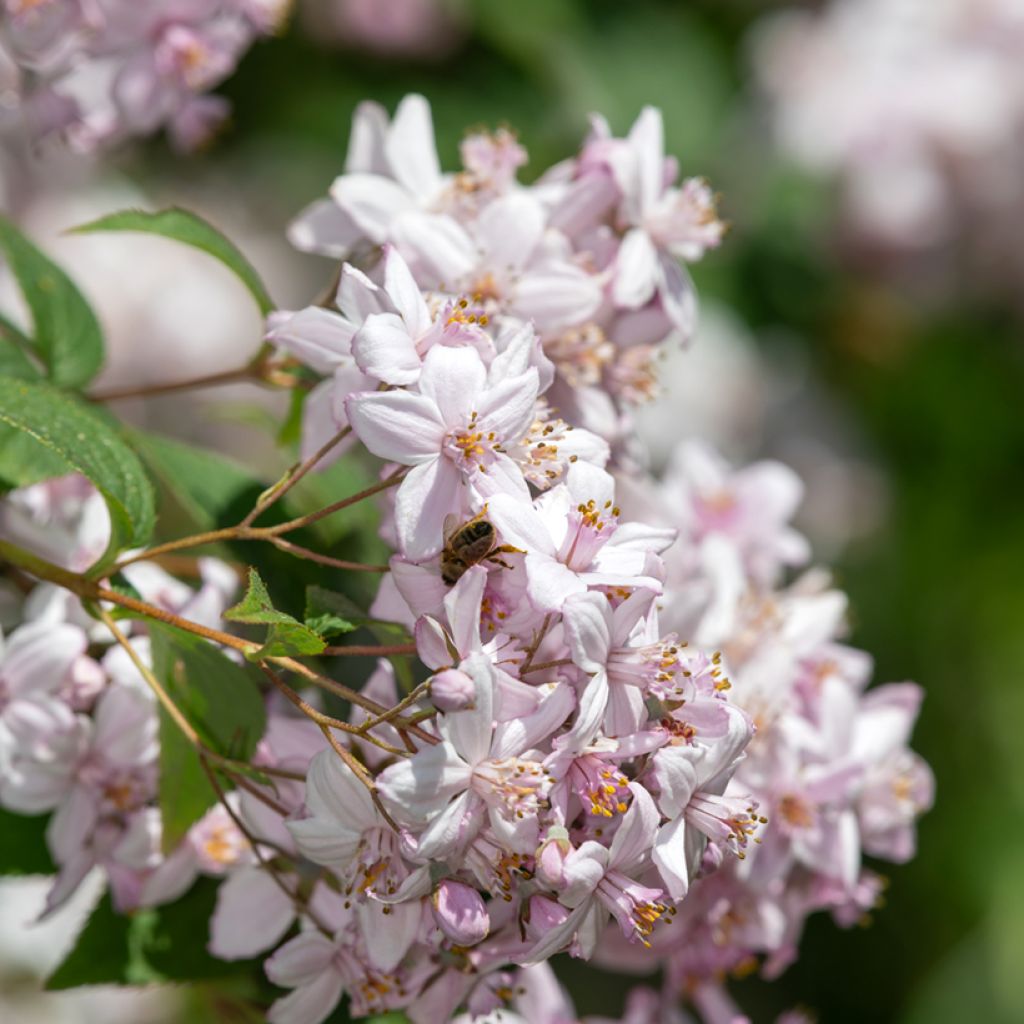 Deutzia Mont Rose - Bruidsbloem