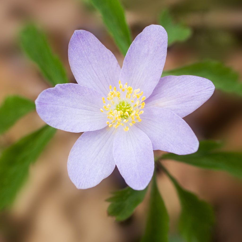Anemone nemorosa Lucia - Bosanemoon