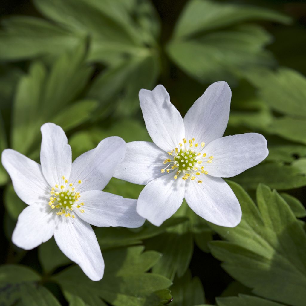 Anemone nemorosa Lychette - Bosanemoon