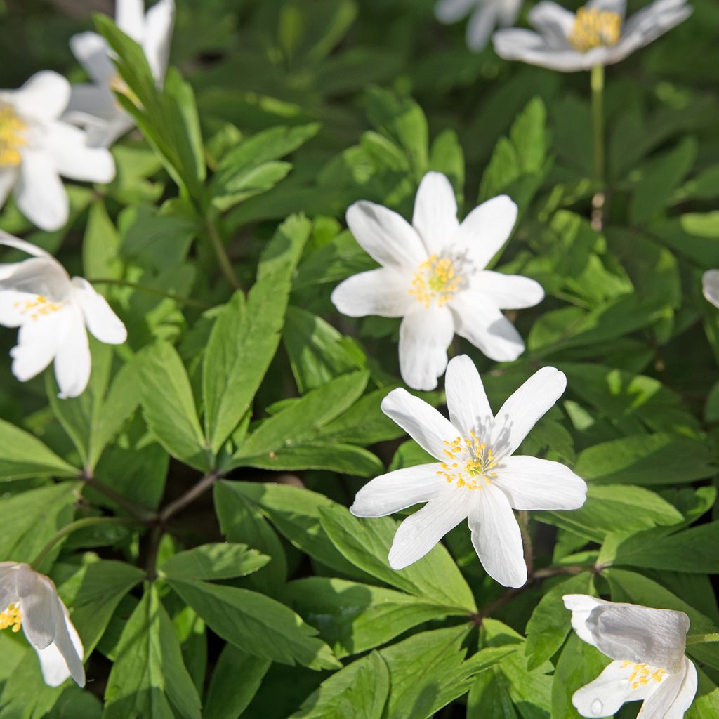 Anemone nemorosa Lychette - Bosanemoon
