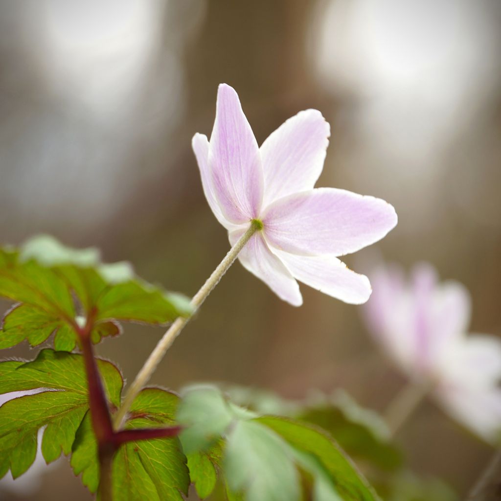 Anemone nemorosa Marie-Rose - Bosanemoon