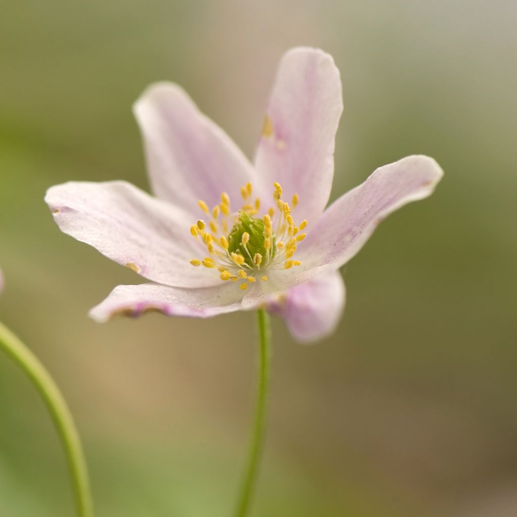 Anemone nemorosa Marie-Rose - Bosanemoon