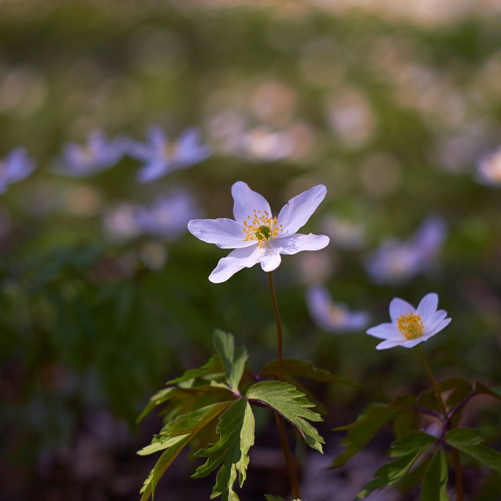 Anemone nemorosa Robinsoniana - Bosanemoon