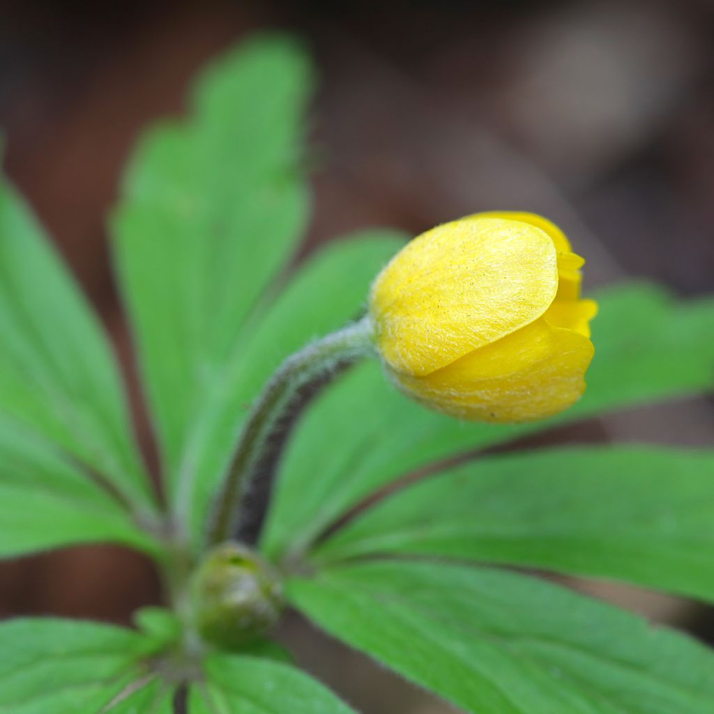 Anemone ranunculoides - Gele anemoon