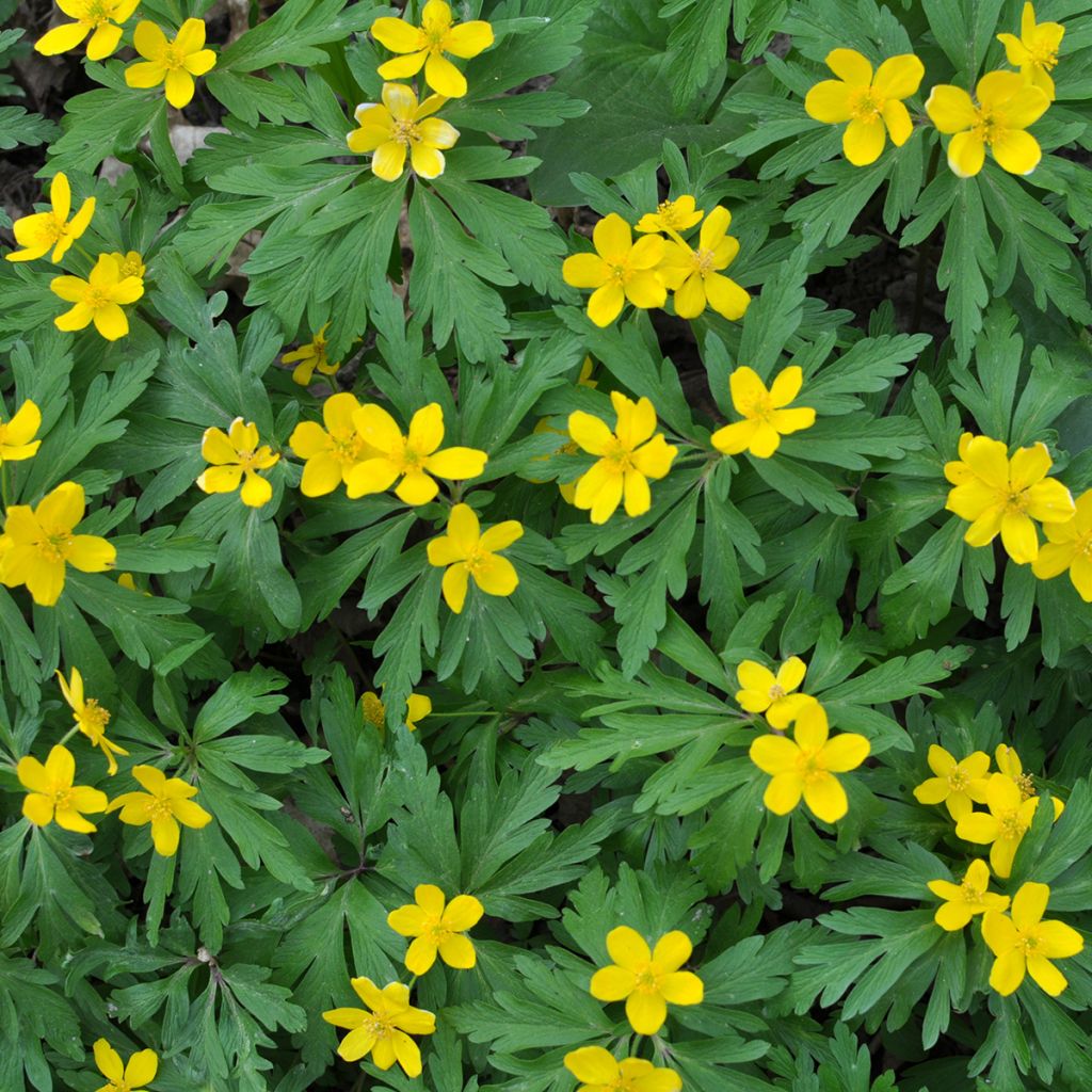 Anemone ranunculoides - Gele anemoon