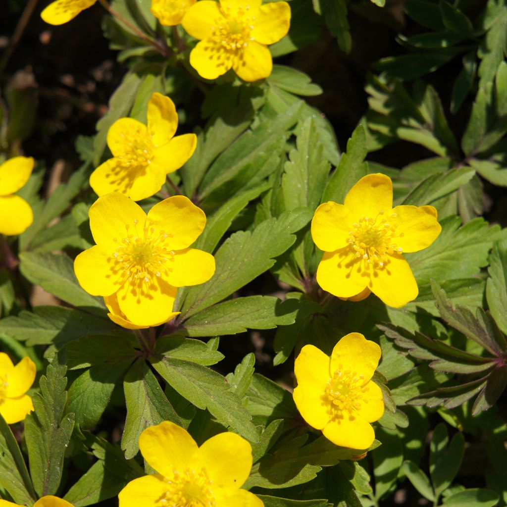 Anemone ranunculoides - Gele anemoon