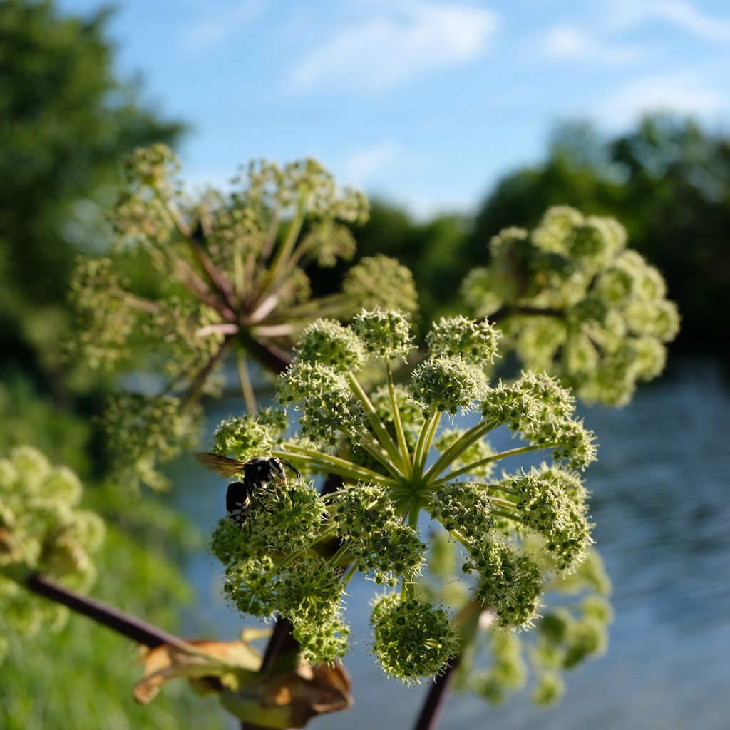 Angelica atropurpurea - Amerikaanse engelwortel