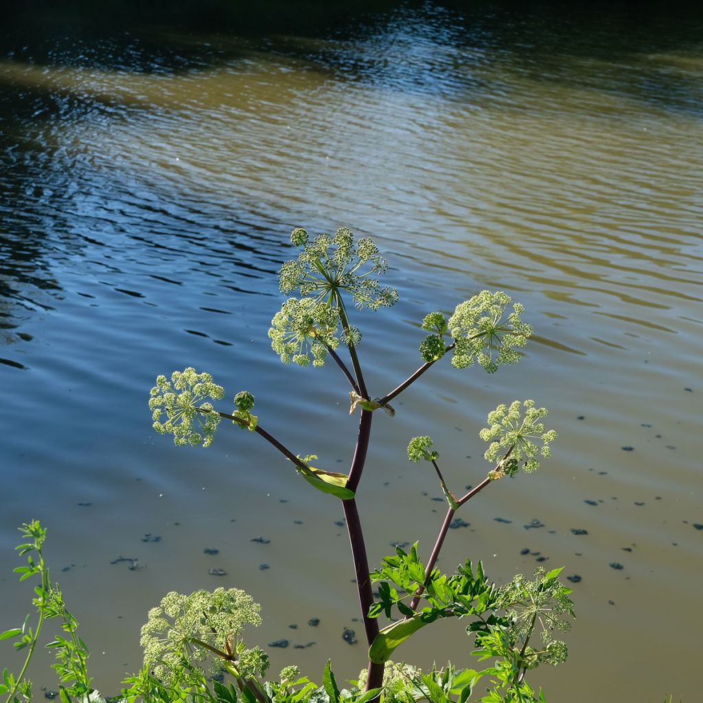 Angelica atropurpurea - Amerikaanse engelwortel