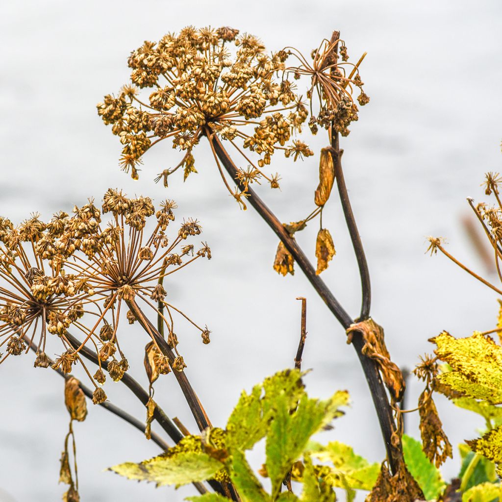 Angelica atropurpurea - Amerikaanse engelwortel