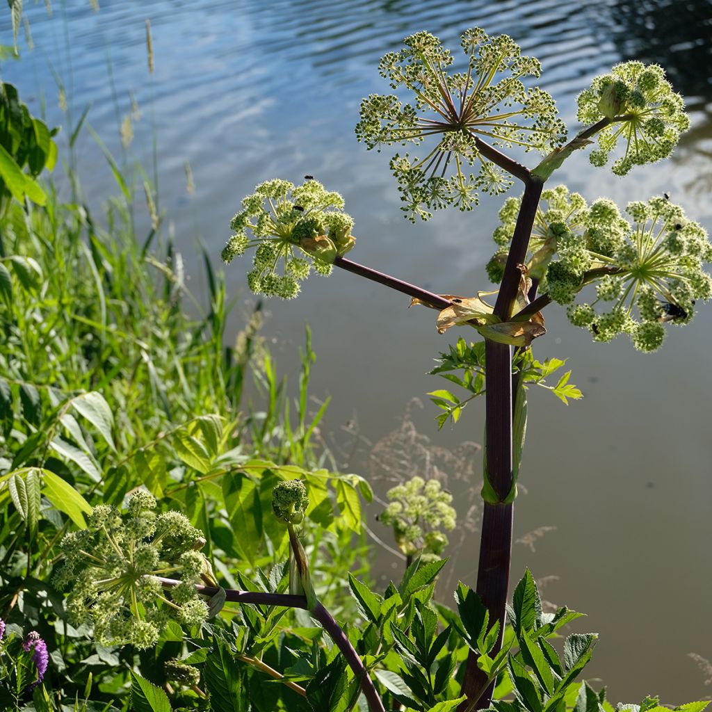 Angelica atropurpurea - Amerikaanse engelwortel