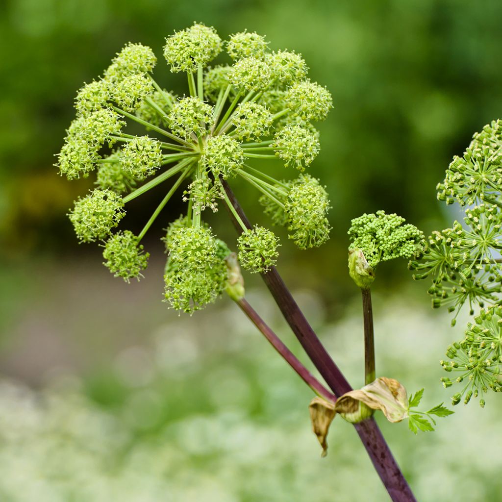 Angelica archangelica - Engelwortel