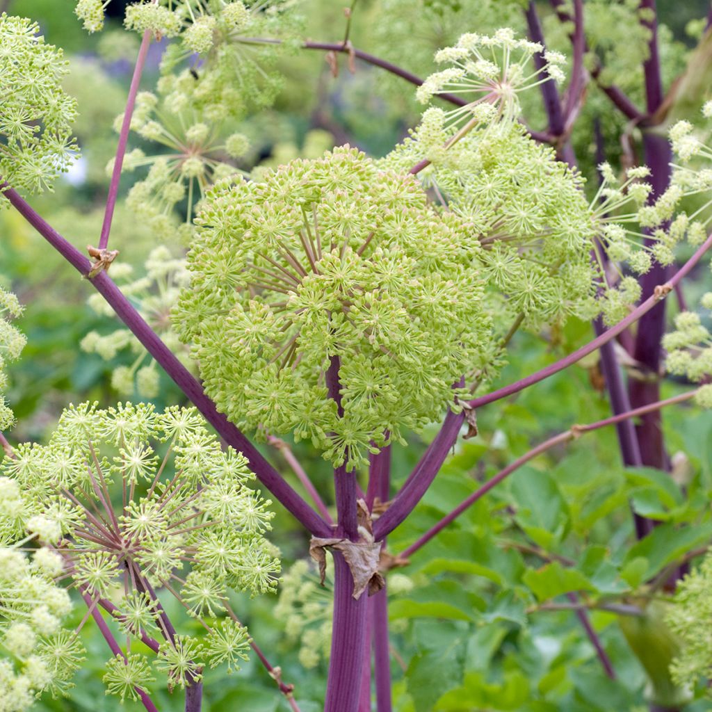 Angelica archangelica - Engelwortel