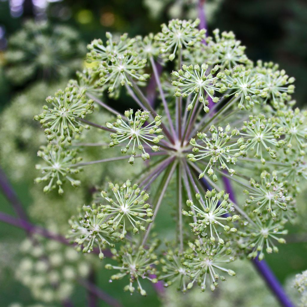 Angelica archangelica - Engelwortel