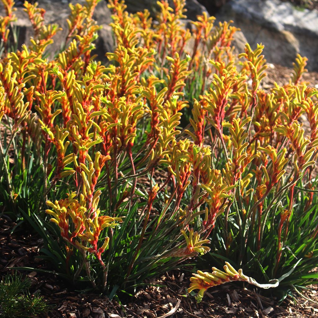 Anigozanthos flavidus - Kangoeroepoot