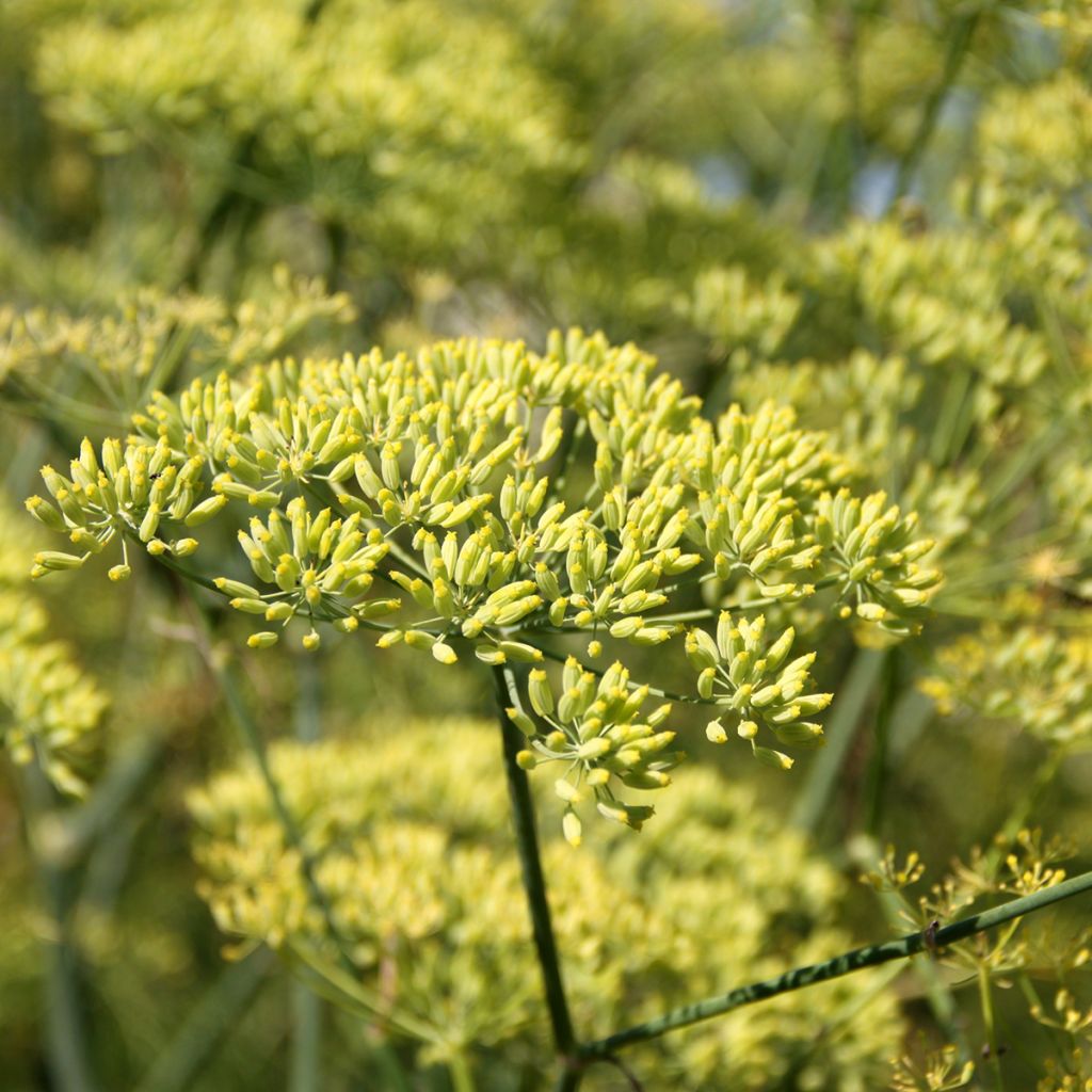 Anijs BIO - Pimpinella anisum