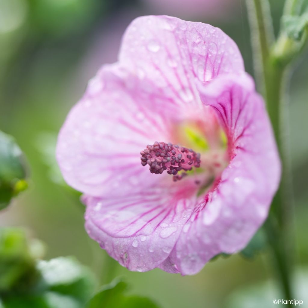 Anisodontea Cotton Candy Pink - Kaapse malva