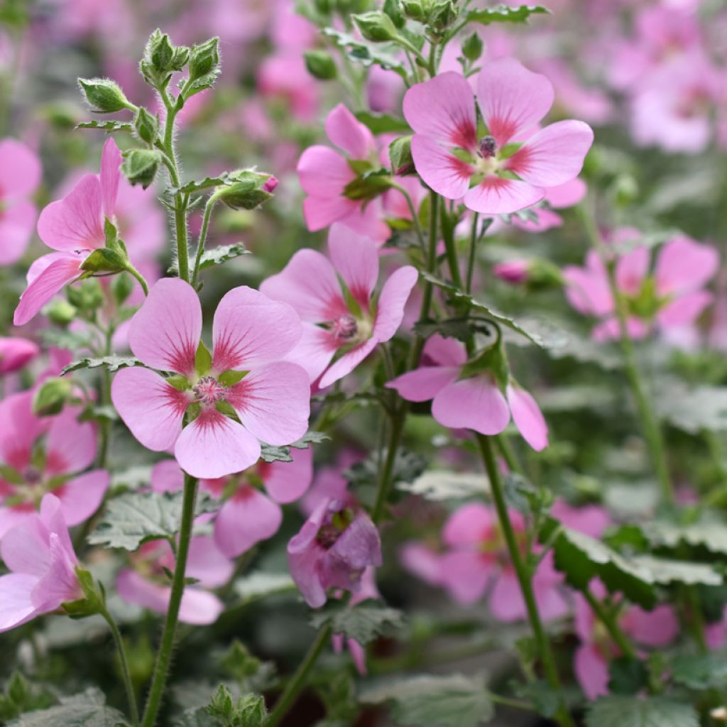 Anisodontea Lady in Pink - Kaapse malva