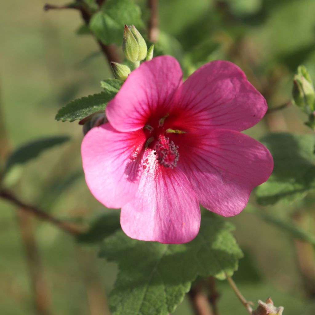 Anisodontea capensis El Rayo - Kaapse malva