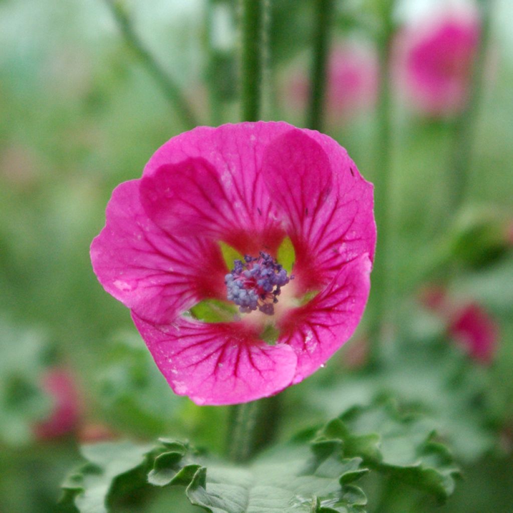 Anisodontea scabrosa Large Red - Kaapse malva