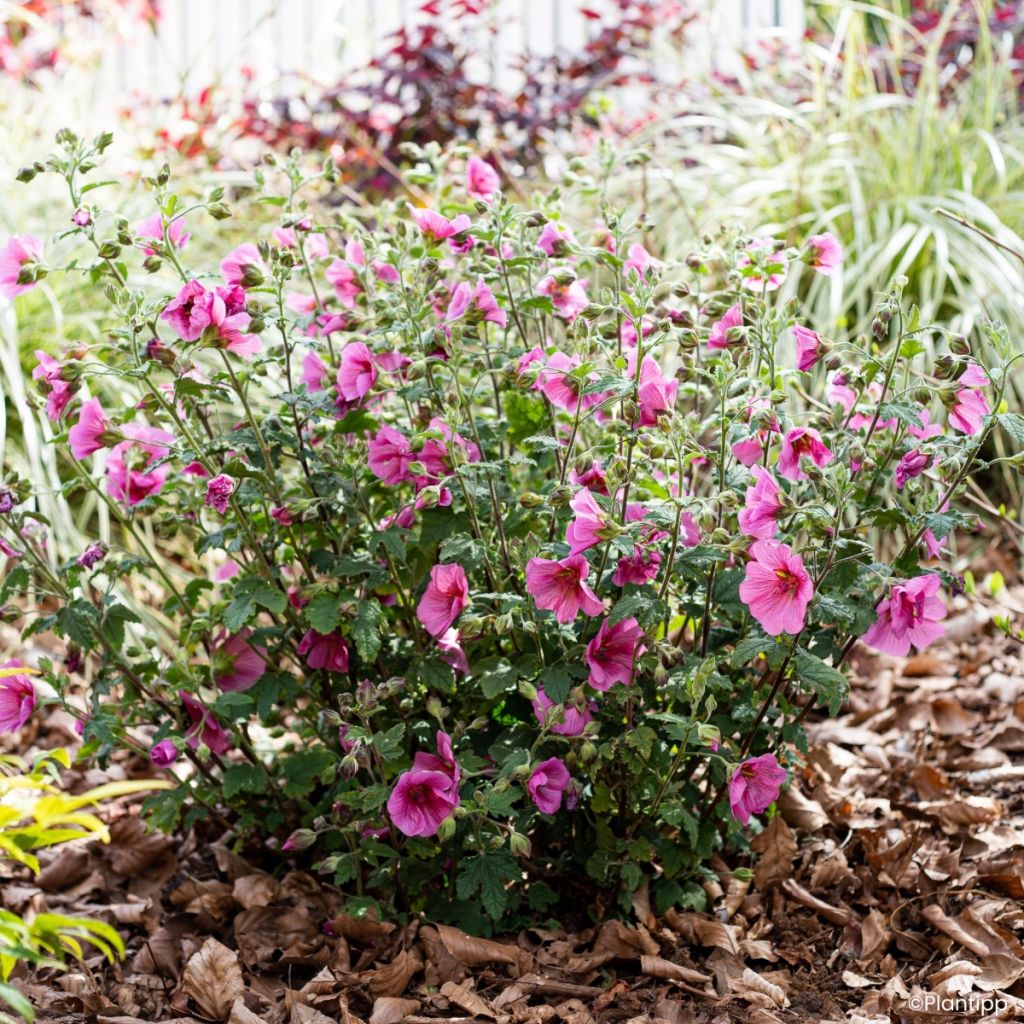 Anisodontea Carnival Lights Celebration - Kaapse malva