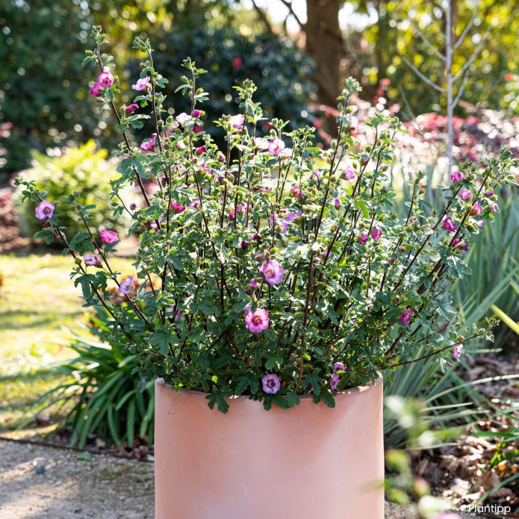 Anisodontea Carnival Lights Gala - Kaapse malva