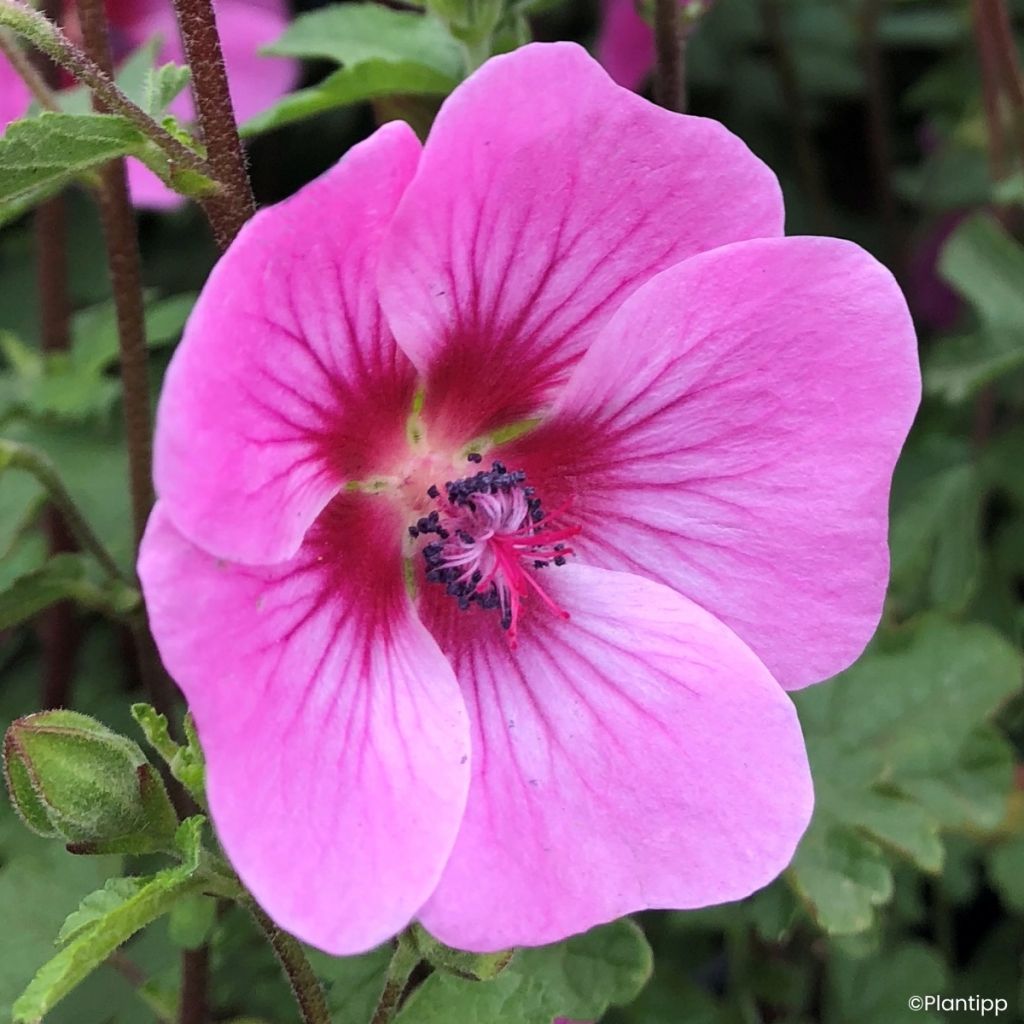 Anisodontea Carnival Lights Gala - Kaapse malva