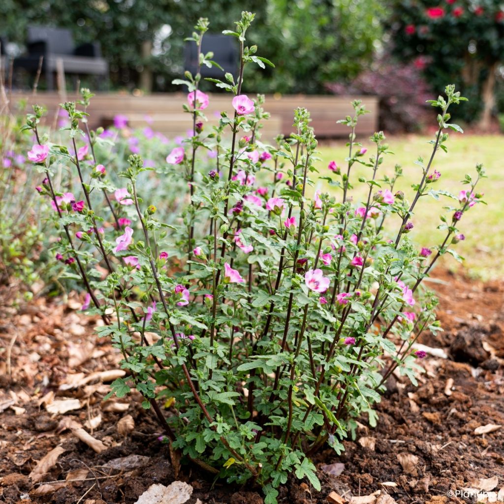 Anisodontea Carnival Lights Gala - Kaapse malva