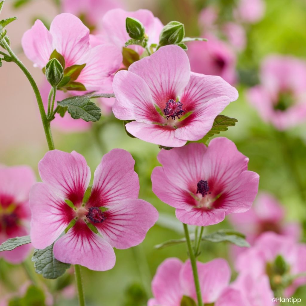 Anisodontea Carnival Lights Gala - Kaapse malva