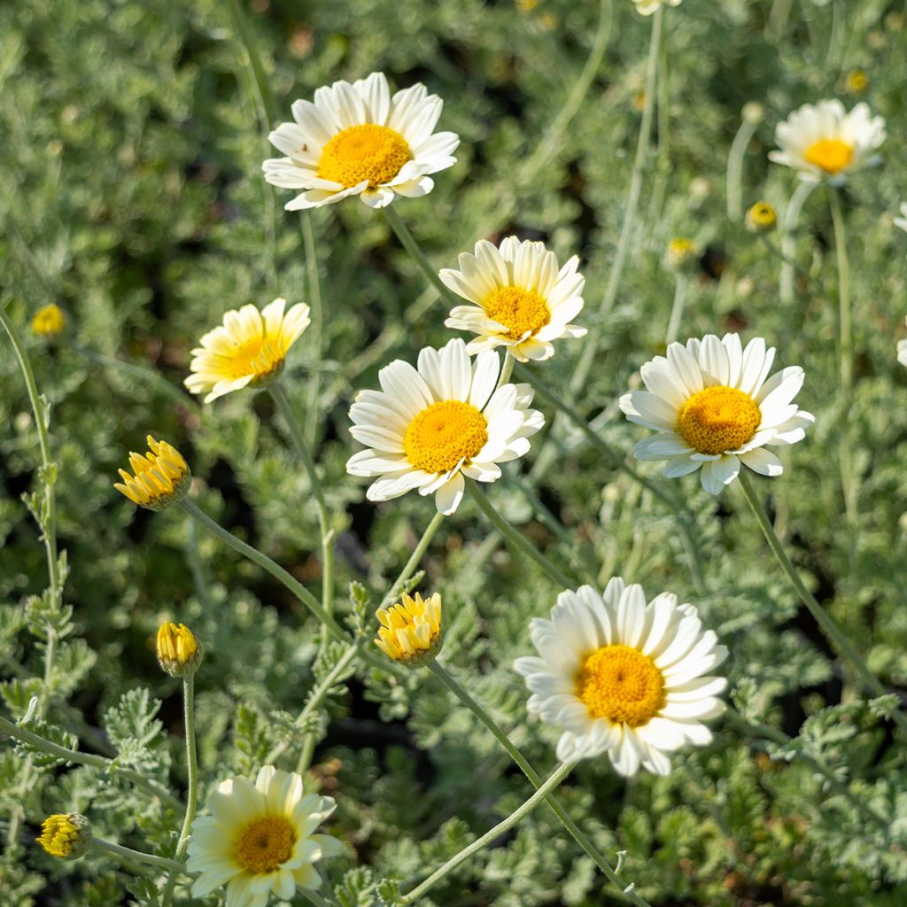 Anthemis tinctoria Sauce Hollandaise - Gele kamille