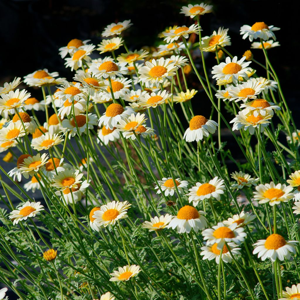 Anthemis tinctoria Sauce Hollandaise - Gele kamille