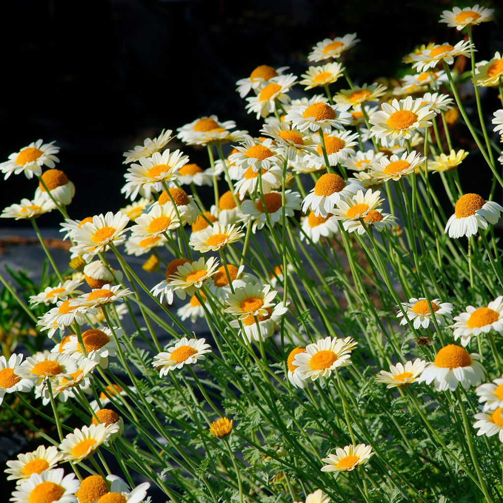 Anthemis tinctoria Sauce Hollandaise - Gele kamille