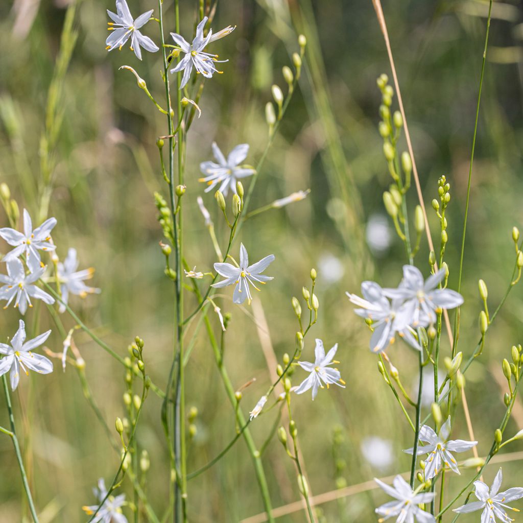 Anthericum liliago - Grote graslelie