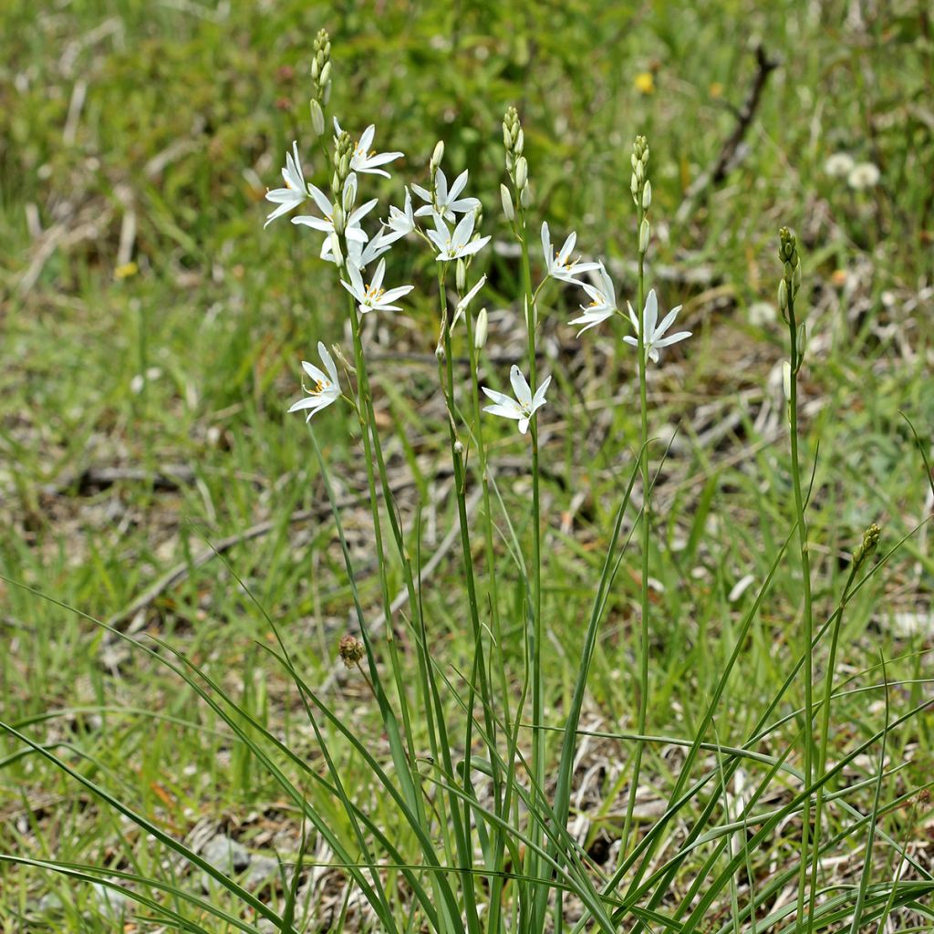 Anthericum liliago - Grote graslelie