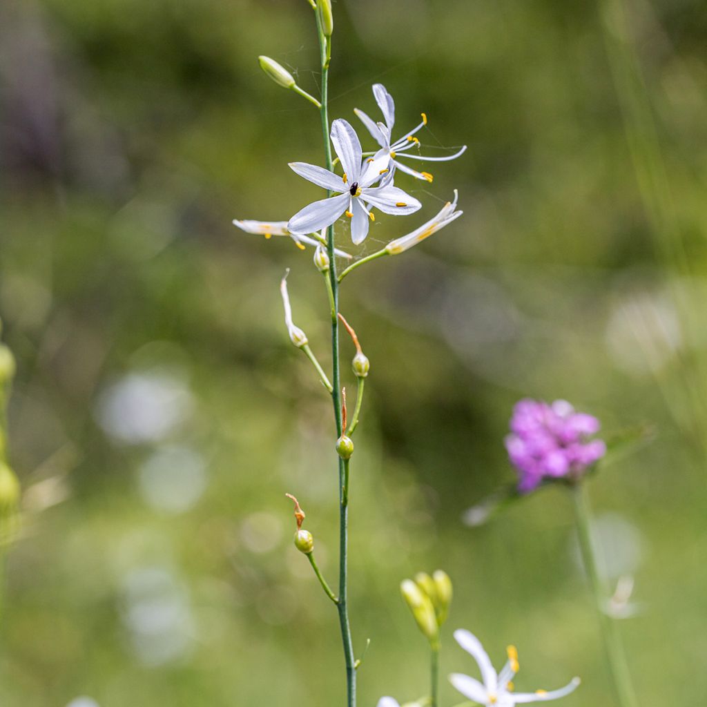 Anthericum liliago - Grote graslelie