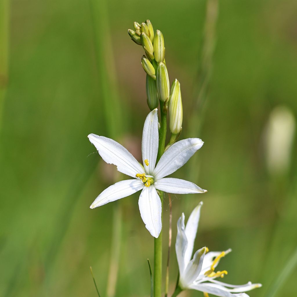 Anthericum liliago - Grote graslelie