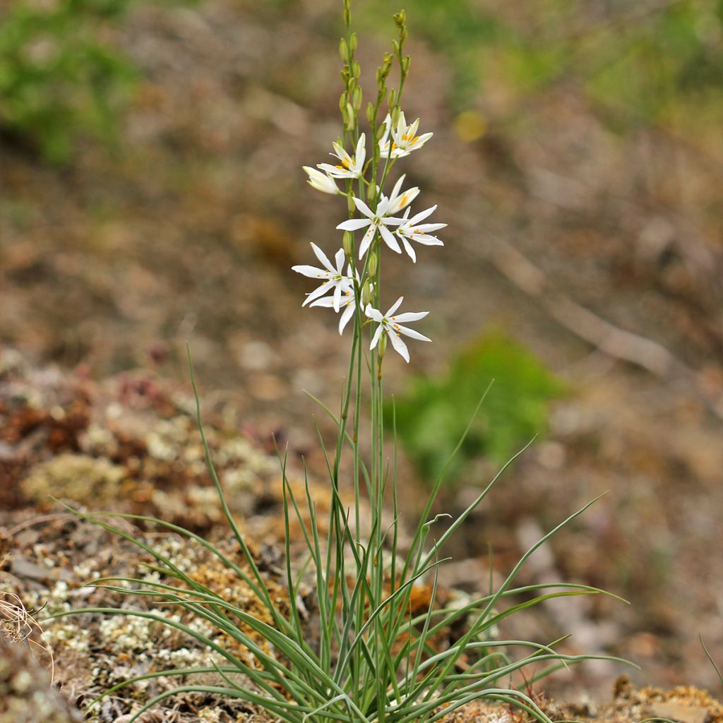 Anthericum liliago - Grote graslelie