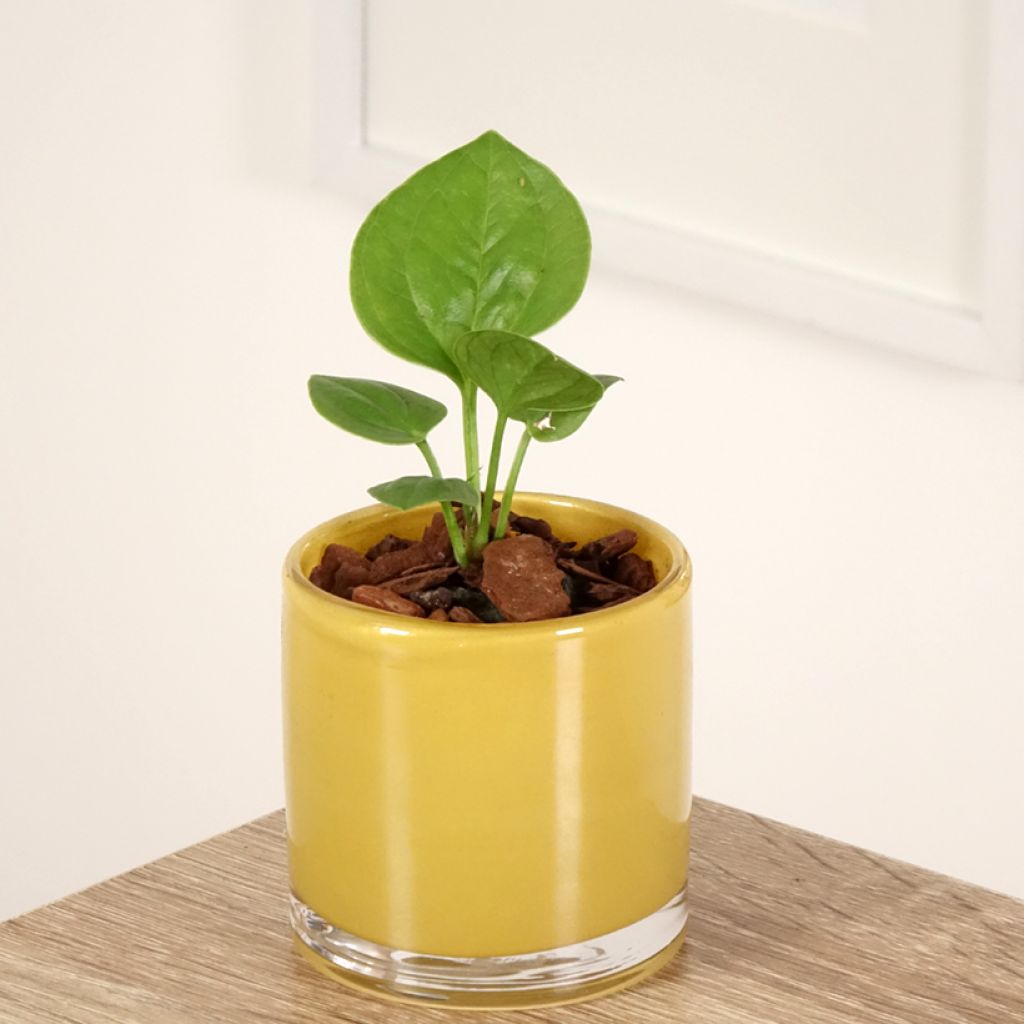 Anthurium jenmanii Green Jady - Aderplant