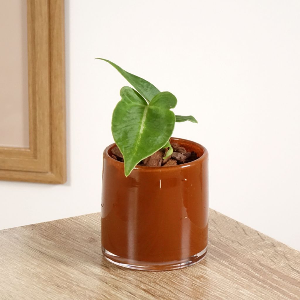 Anthurium magnificum - Flamingoplant