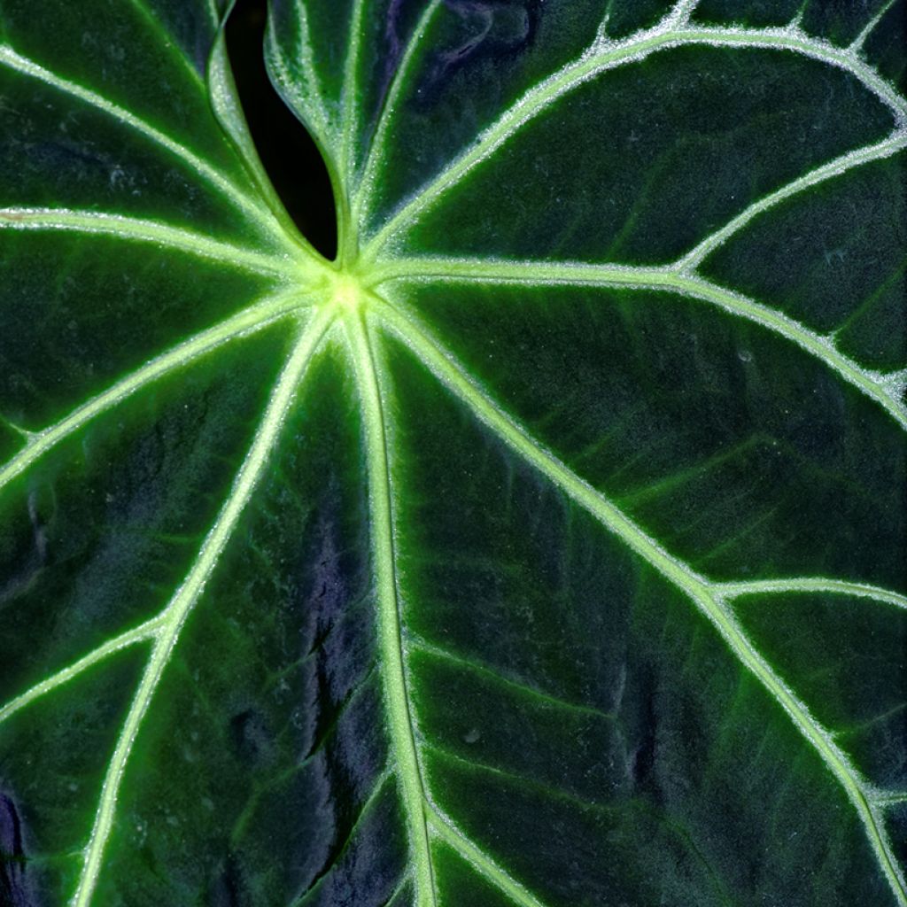 Anthurium magnificum - Flamingoplant