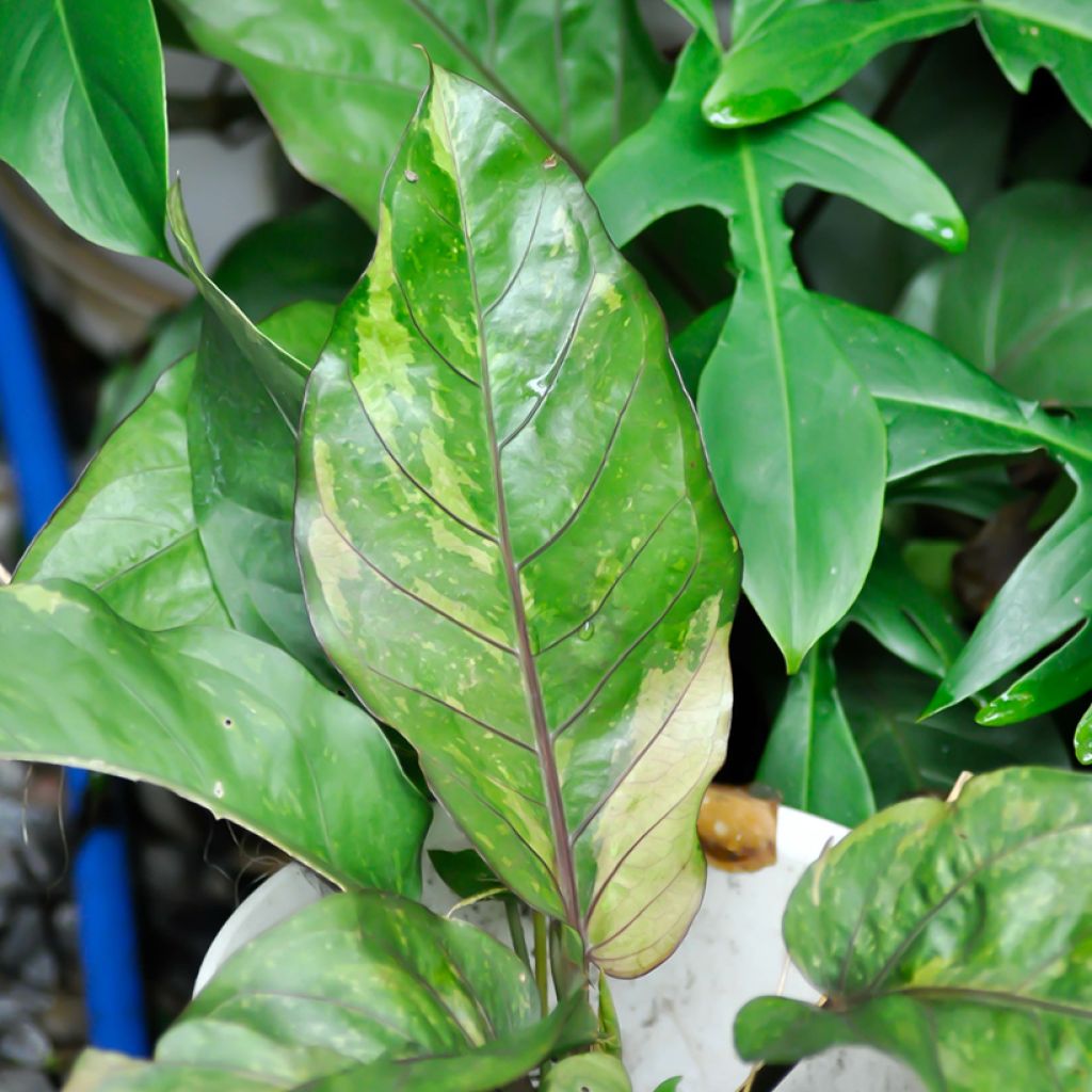 Anthurium Renaissance Variegata - Aderplant