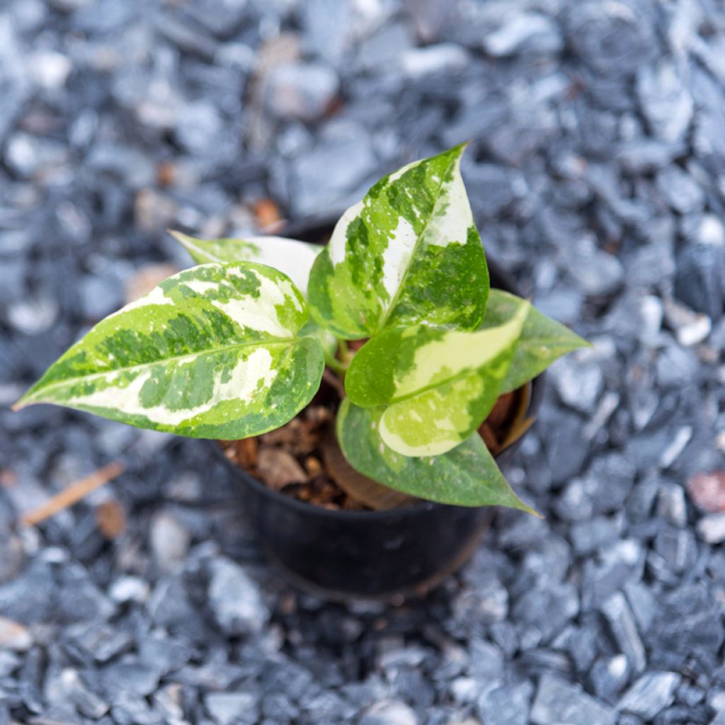 Anthurium Renaissance Variegata - Aderplant