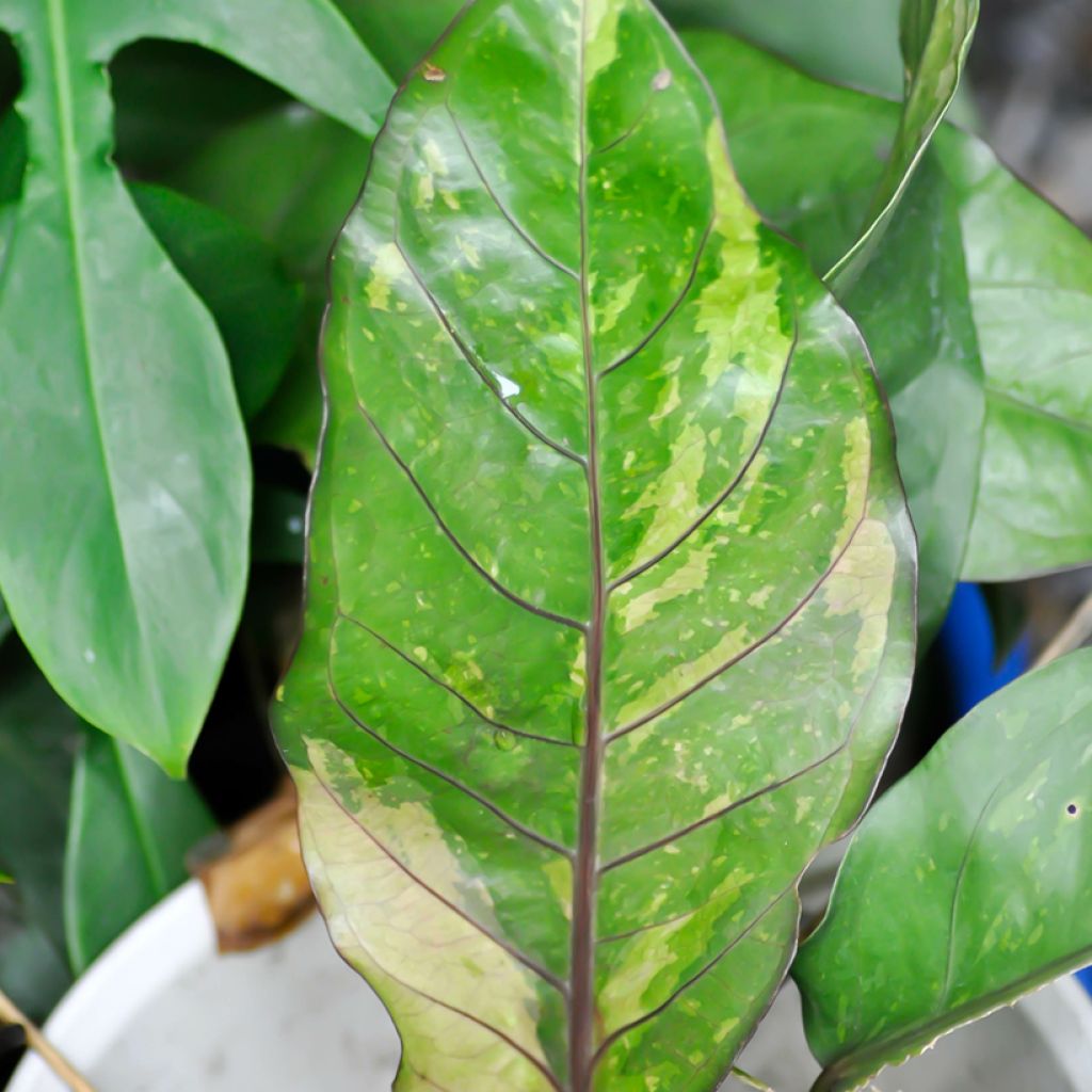 Anthurium Renaissance Variegata - Aderplant