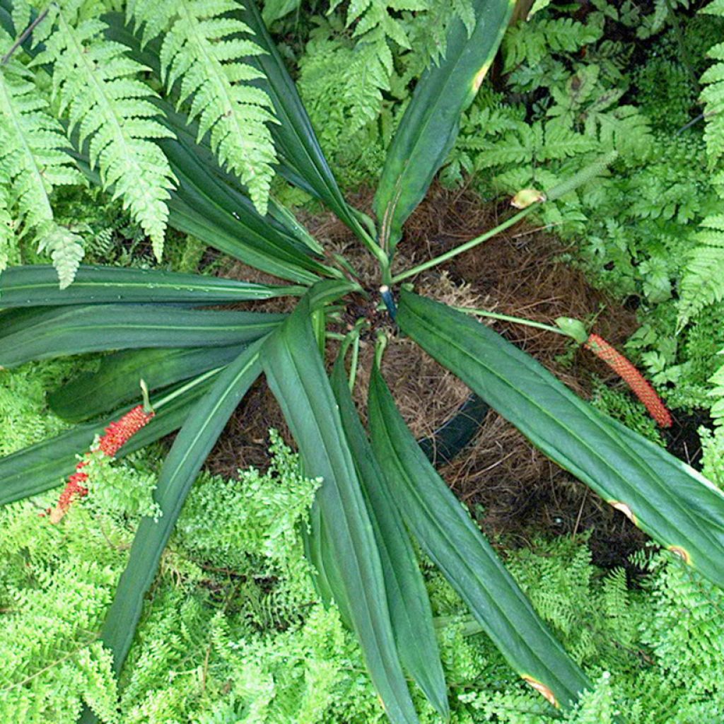 Anthurium bakeri - Aderplant
