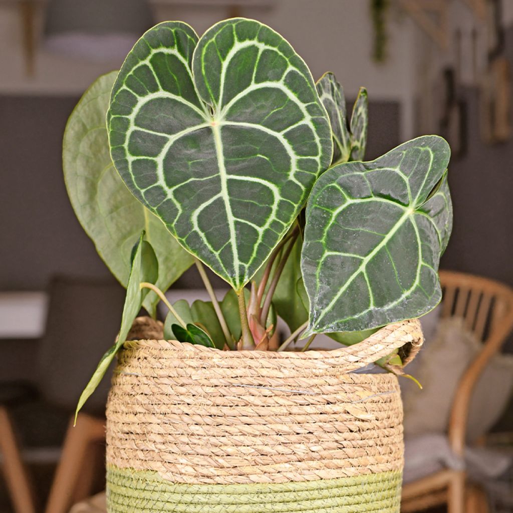 Anthurium clarinervium - Aderplant