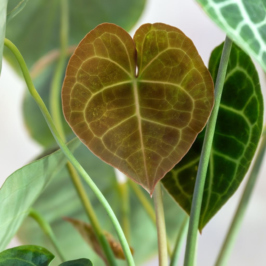 Anthurium clarinervium - Aderplant